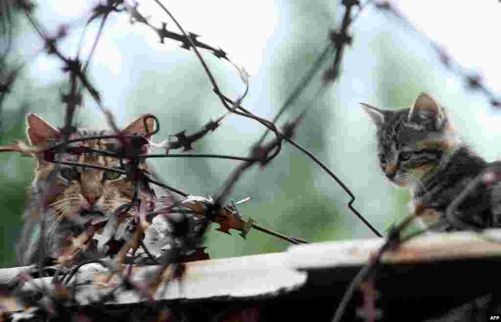 دو گربه پشت سیم&zwnj;خاردارهای اردوگاه نظامی در اوکراین