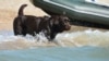 «За буйки не запливати!»: як пес Бреда став «рятувальником на воді» і дитячим реабілітологом