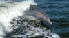 Петербургские зоозащитники призвали Японию не убивать дельфинов
