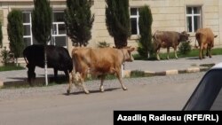Azerbaijan - cows - 16May2013 