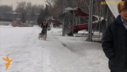 Шанаға ит жеккендер 