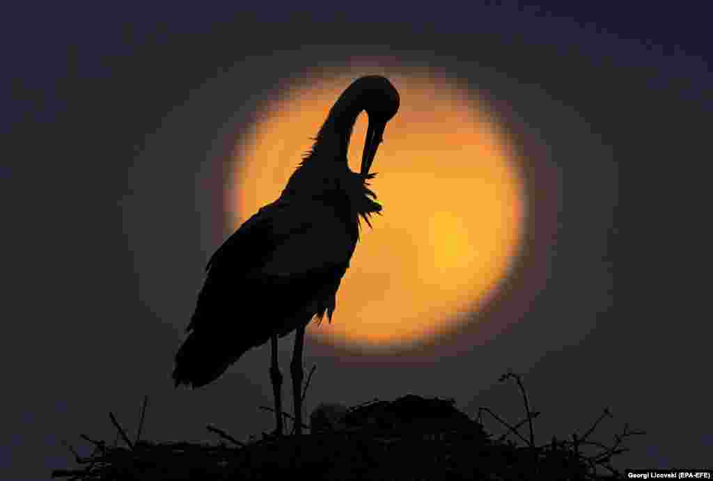 The so-called &quot;super pink moon&quot; rises behind a stork in a nest in the village of Rzanicino near Skopje, North Macedonia, on April 26. A super full moon is so named because it is at its closest to Earth and thus appears bigger than a normal full moon. (epa-EFE/Georgi Licovski)