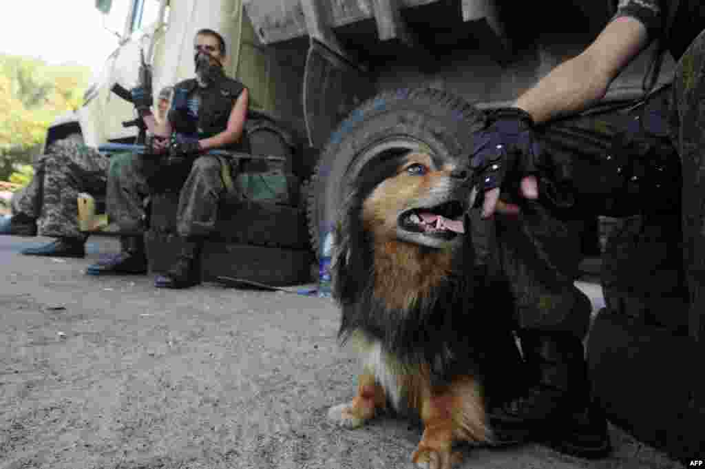 A pro-Russian militant pets a dog while guarding a checkpoint in the eastern Ukrainian city of Slovyansk in June 2014.