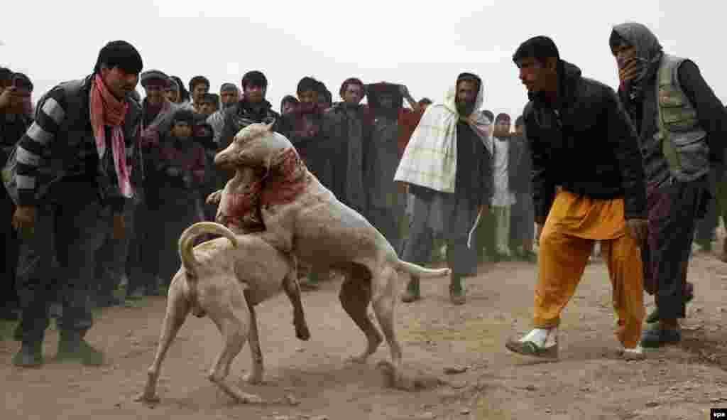 Afghan dogs attack each other during a weekly canine fight in Kabul. (epa/Hedayatullah Amid)