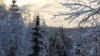 НКО, защищающая леса в Карелии, внесена в реестр иноагентов