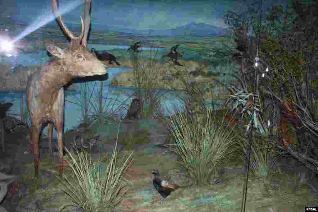 Сайре дар осорхонаҳои кишвар #100