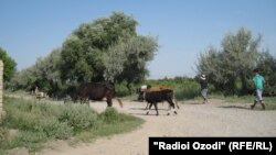 Ҷамоати Патари ноҳияи Конибодом, дар наздикии марз бо Узбакистон