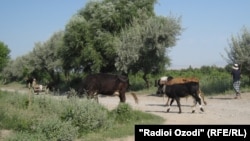 Ҷамоати Патари ноҳияи Конибодом