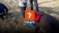 پناهجویان در مرز ترکیه با یونان، به خوردن علف روی آورده‌اند