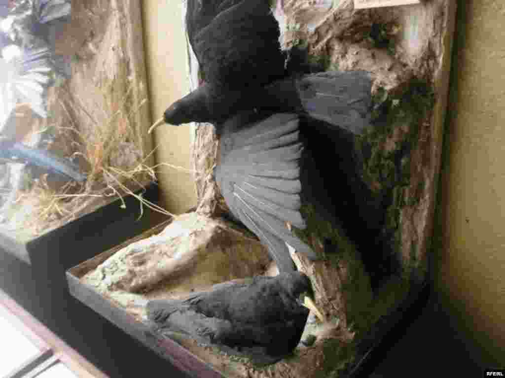 Рангҳои Помир #12