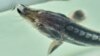The illegal trade in wild sturgeon is a lucrative business. (file photo)
