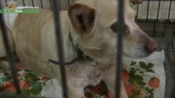 Ставлення до тварин – найкраща характеристика людини – волонтери