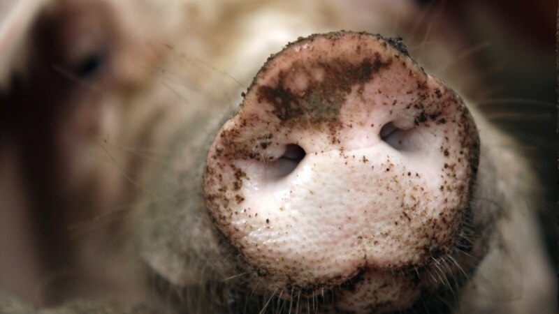 В Нижегородской области произошла вспышка африканской чумы свиней
