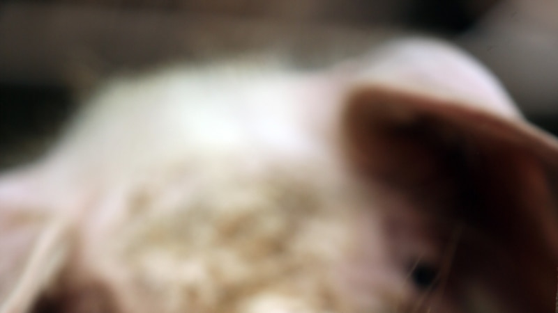 В Нижегородской области из-за африканской чумы свиней начался отстрел кабанов