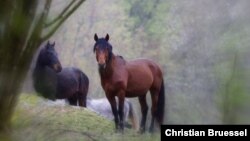 The Kabardian stallion Atlas and endurance gelding Grozny in southern Germany