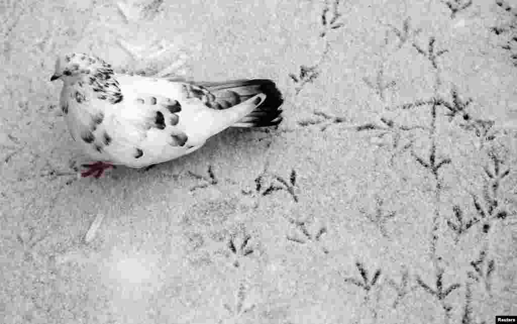 OCTOBER 11, 2012 -- A pigeon leaves trails on snow-covered ground outside the Siberian city of Krasnoyarsk. (REUTERS/Ilya Naymushin)