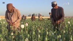 رهبر طالبان کشت کوکنار در افغانستان را منع کرد