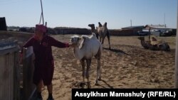 Жительница села Боген ведет верблюжонка. Кызылординская область, 22 июня 2018 года.