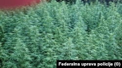 Zasadi kanabisa pronađeni na području Drežnice, 12. august 2026.