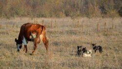 Возле села на пастбище – стадо коров под охраной собак
