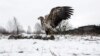 A white-tailed eagle lands on a wolf carcass in the abandoned village of Dronki, Belarus, located within the 30-kilometer exclusion zone around the Chernobyl nuclear reactor.