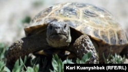 Сухопутная черепаха близ села Аксенгир в Алматинской области. 