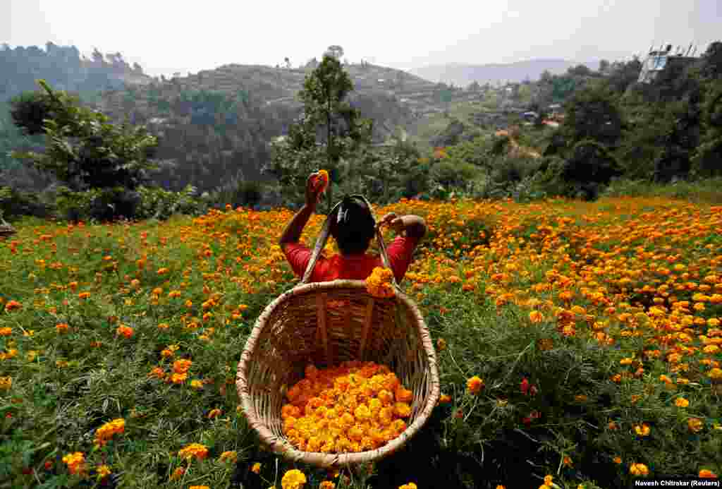 A woman picks marigold flowers in Kathmandu, Nepal. (Reuters/Navesh Chitrakar)