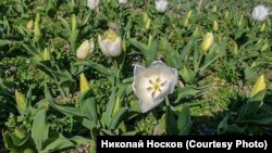 Парад тюльпанів 2020 незабаром почнеться в Нікітському ботанічному саду
