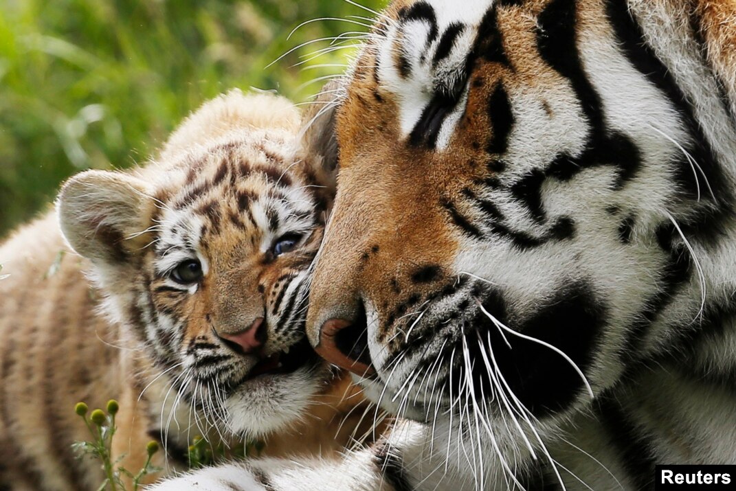 Russia's Endangered Species Russia's Endangered Species