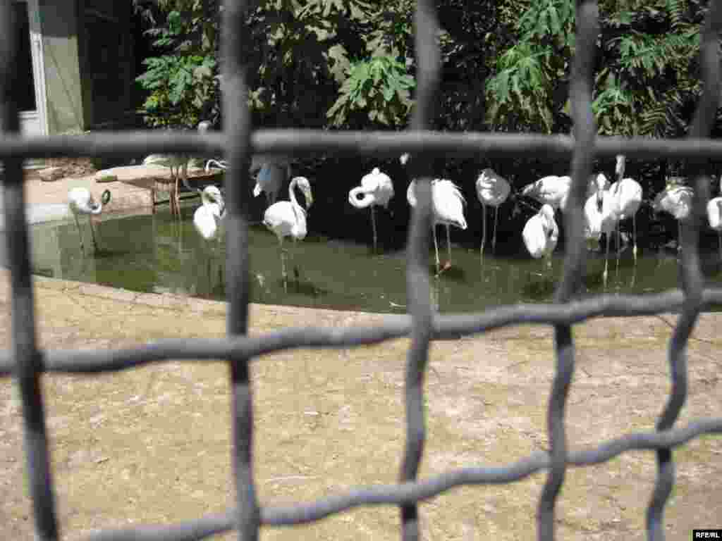 Zoopark "əhli" və yay istiləri #3