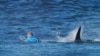 Мик Фанинг поначалу решил уплыть от акулы. 19 июля 2015 г. 