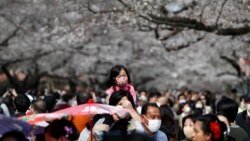 Stanovnici Japana među procvjetalim stablima trešanja u parku Ueno u Tokiju u vrijeme pandemije 22. marta