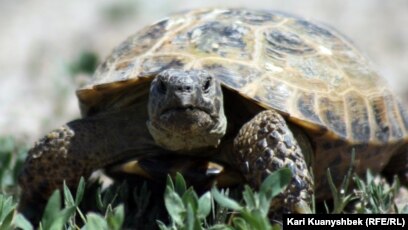 Бір гей баласының шұңқырын сорып алады