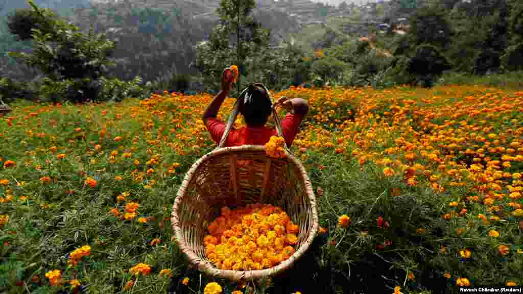 Kalendula gülüni ýygýan aýal.&nbsp; Kathmandu, Nepal. (Reuters/Navesh Chitrakar)