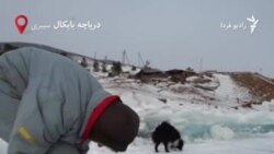 بانوی یخی سیبری