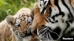 The bones and skins of four Siberian tigers were found in the minibuses.