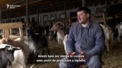 Capre ca în Europa, la Tomai