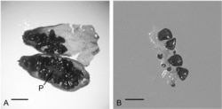 Images of 32,000-year-old Silene stenophylla seeds regenerated by Russian scientists.