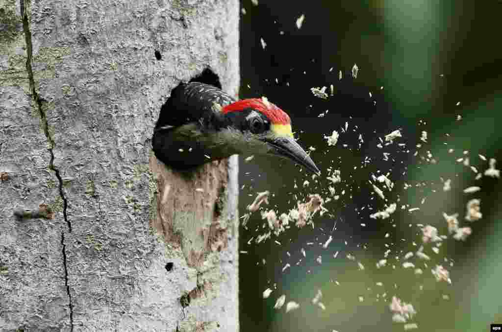 A woodpecker in the zone of Guapiles, in the province of Limon, Costa Rica. (epa/Jeffrey Arguedas)