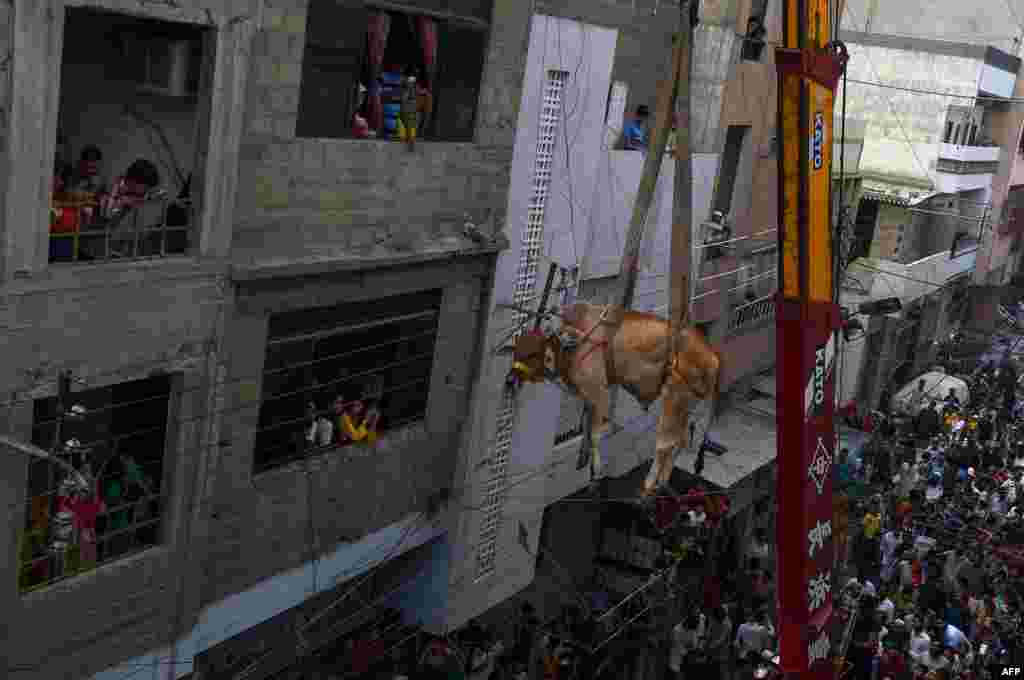 Pakistani men use a crane to lift a young bull from the roof of a building in preparation for the annual Muslim festival of Eid al-Adha or the Festival of Sacrifice, in Karachi. The owner keeps young animals -- three or four bulls and some goats -- on the roof of a four-story building for a year until they are ready for sacrifice. Muslims believe that they will receive more rewards if they raise an animal and sacrifice it after a year or two. (AFP/Rizwan Tabassum)