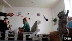 Кото-кафе в Ростове, иллюстративное фото