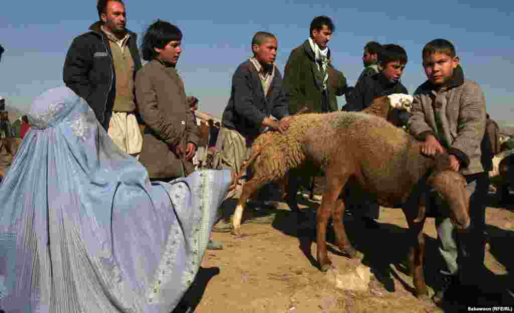 A woman begs as merchants and buyers negotiate at an animal market.