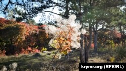 Aqyar ormanınıñ küz renkleri (süret toplamı)