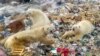 Jegesmedvék egy szemétdombról táplálkoznak 2018. október 31-én, miután beszűkült az életterük Oroszországban, a távol-keleti Novaja Zemlja félszigeten