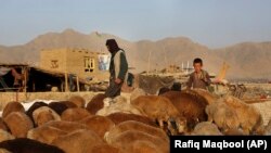 آرشیف، یک پسر چوپان در میان رمه گوسفندانش در کابل