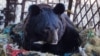 Приморье: гималайскому медведю собрали деньги на новый дом
