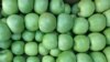 Agricultorii ruși cer să fie interzis importul merelor moldovenești în Rusia 