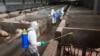 Radnici na farmi pokušavaju zaštiti svinje od ove bolesti