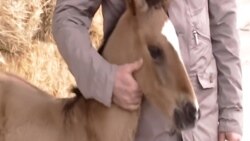 One of the characters is reportedly named after the Turkmen president's favorite horse, Rovach, pictured here as a foal.