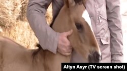 One of the characters is reportedly named after the Turkmen president's favorite horse, Rovach, pictured here as a foal.